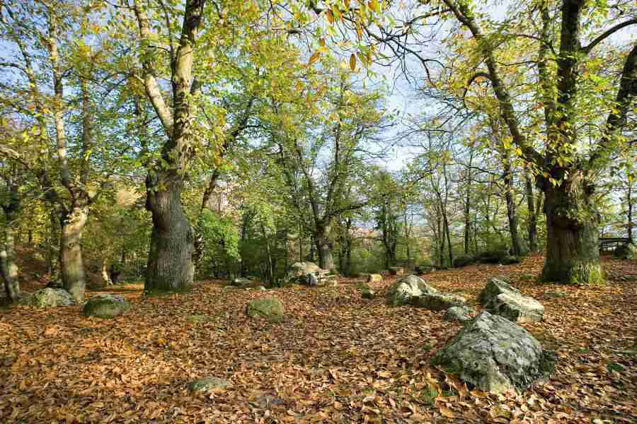  Image name: 28-castagno.jpg 
 width: 900 pixel 
 height: 600 pixel 
 Size: 75734 bytes 
 Click to enlarge 